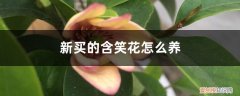 新买的含笑花怎么养