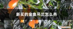 小金鱼吊兰怎么养 新买的金鱼吊兰怎么养