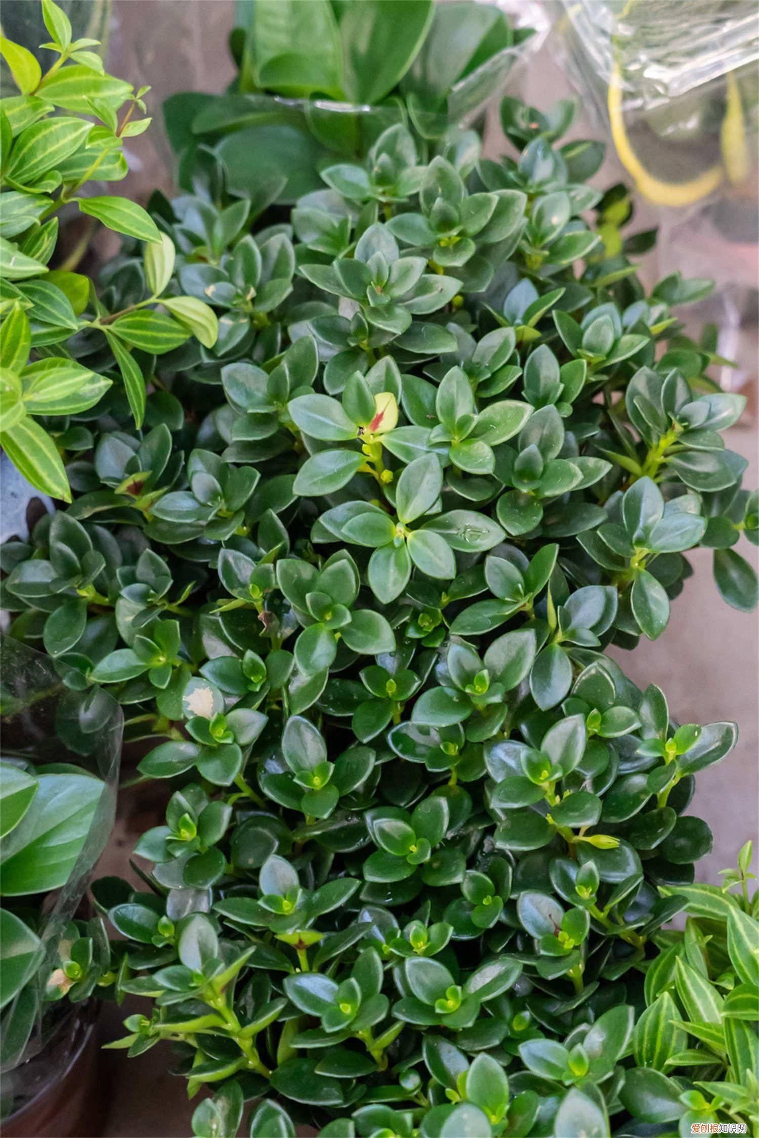 小金鱼吊兰怎么养 新买的金鱼吊兰怎么养