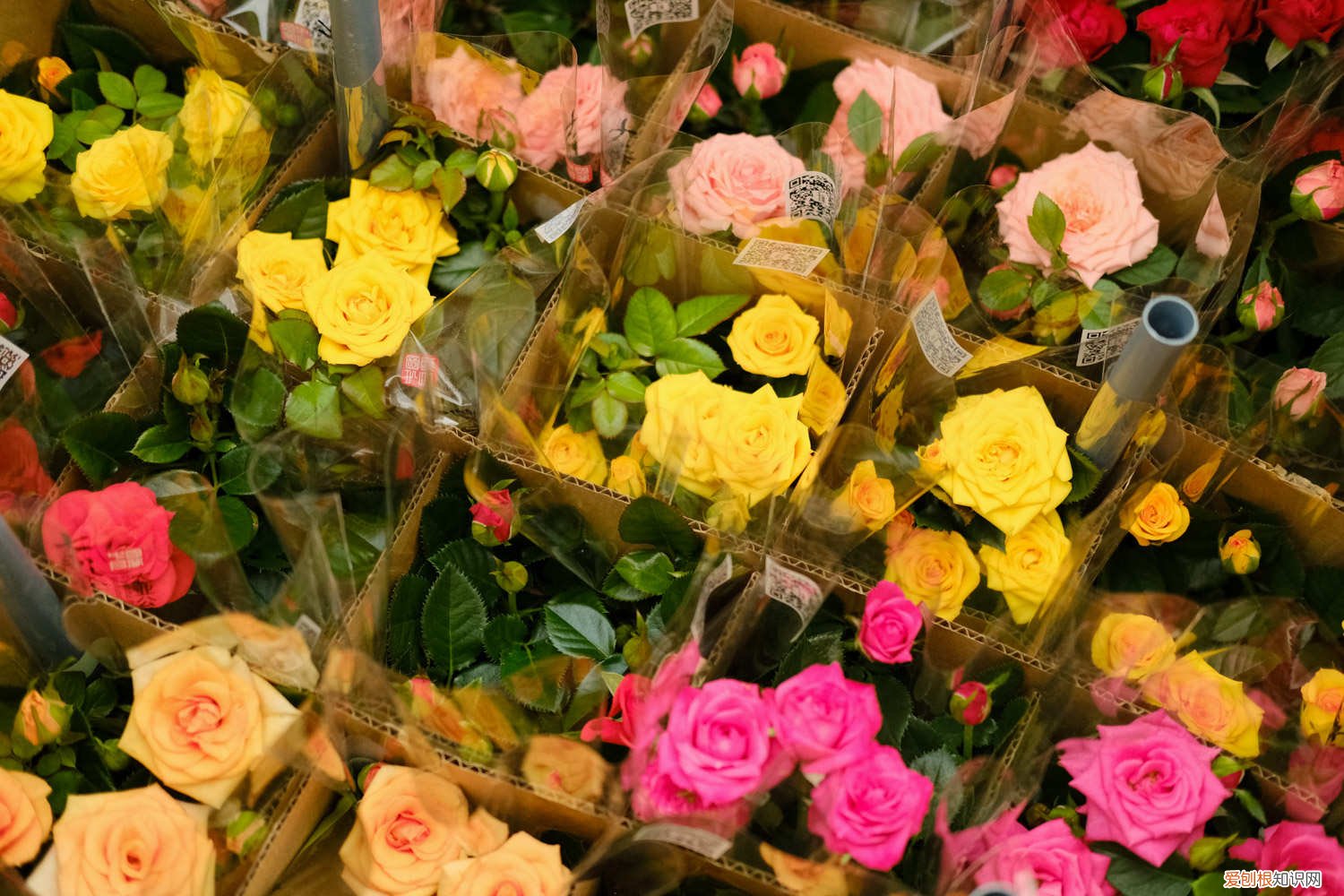 新买的月季怎么养护和管理 新买的月季怎么养