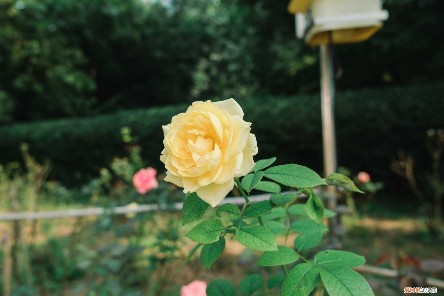 新买的月季怎么养护和管理 新买的月季怎么养