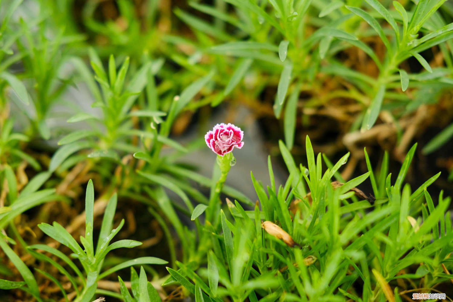 新买的康乃馨怎么养好看 新买的康乃馨怎么养