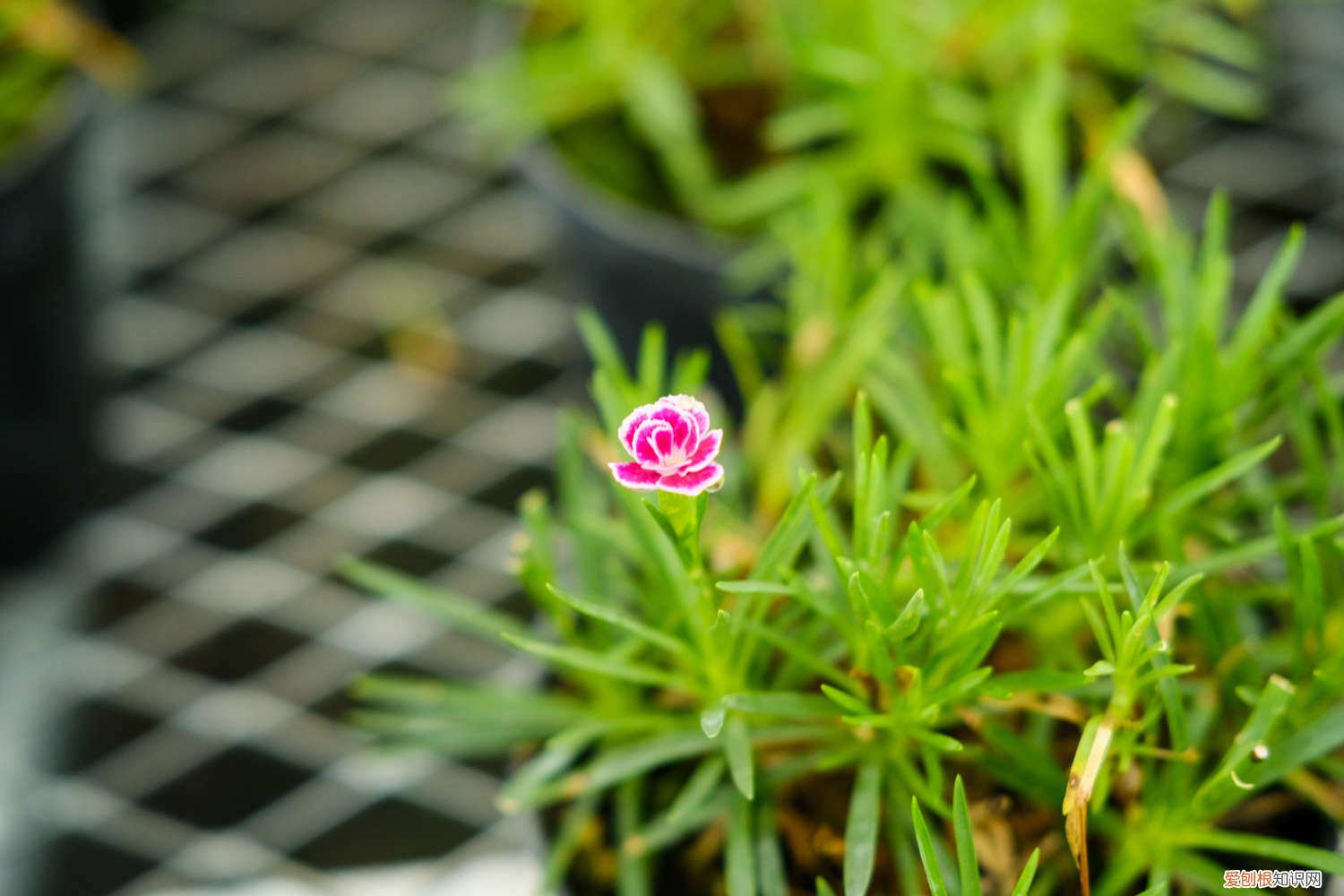 新买的康乃馨怎么养好看 新买的康乃馨怎么养