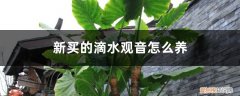 滴水观音怎么养啊 新买的滴水观音怎么养