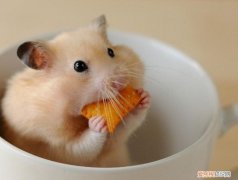 老鼠最喜欢吃什么食物或气味，什么东西老鼠最喜欢吃