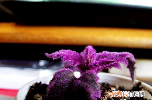 图 紫鹅绒盆栽如何管理 紫鹅绒怎么养