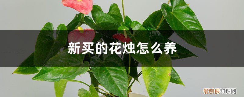 新买的花烛怎么养活 新买的花烛怎么养