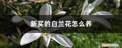 白兰花好养吗 新手能养吗 新买的白兰花怎么养