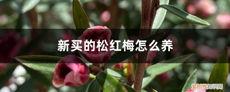 松红梅适合哪里养 新买的松红梅怎么养