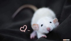 怎样区分老鼠和花枝鼠，老鼠跟花枝鼠区别
