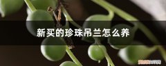 珍珠吊兰的养殖方法和注意事项 新买的珍珠吊兰怎么养