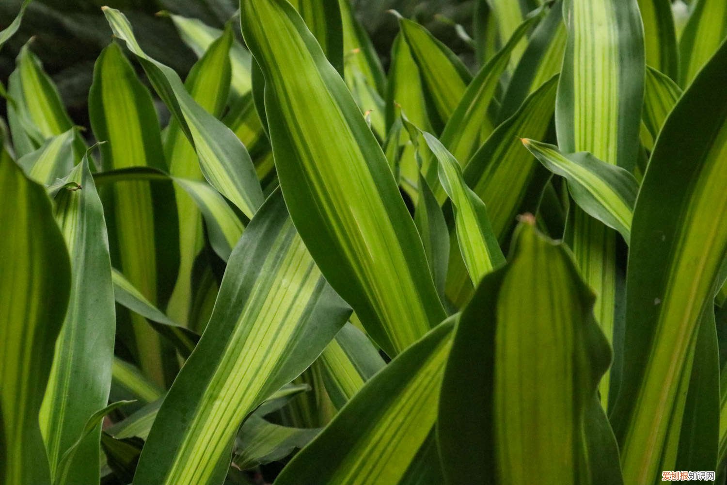 巴西铁适合家里养吗 新买的巴西铁怎么养