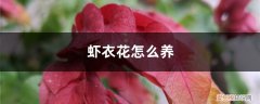 虾花的养殖方法 虾衣花怎么养，怎么繁殖