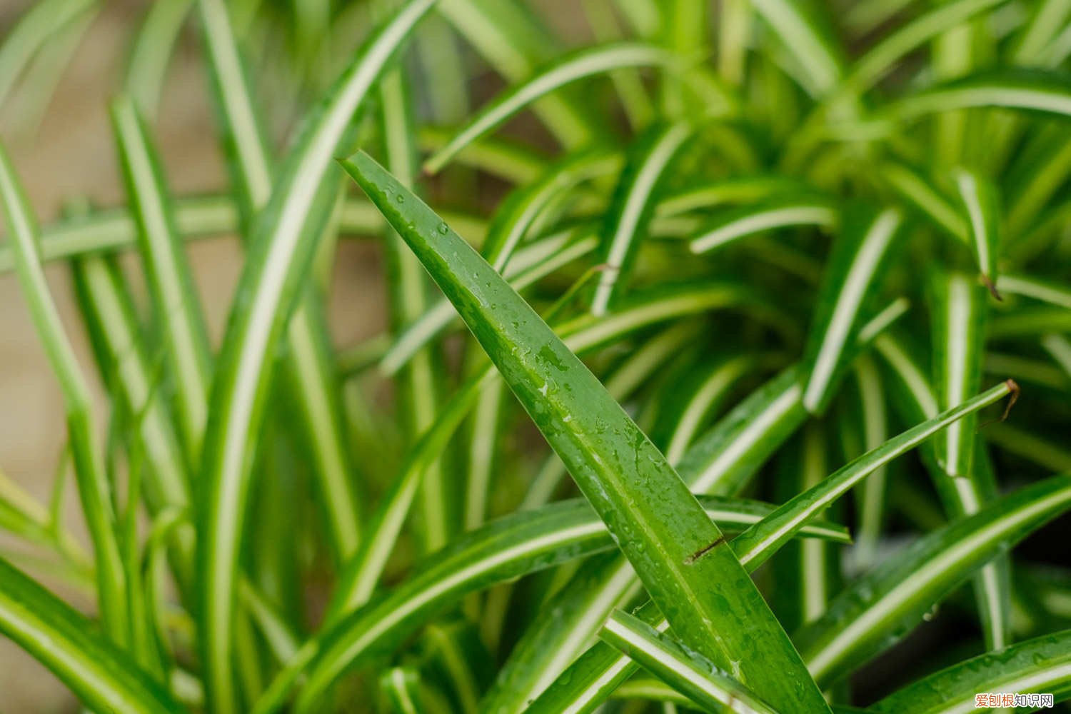 油画吊兰扦插后怎么养护 油画吊兰怎么养，怎么扦插