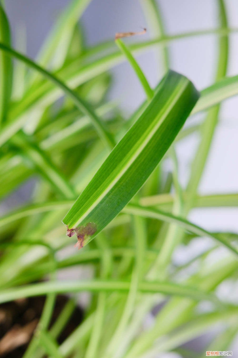 油画吊兰扦插后怎么养护 油画吊兰怎么养，怎么扦插