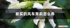 刚买回来的风车茉莉怎么种 新买的风车茉莉怎么养