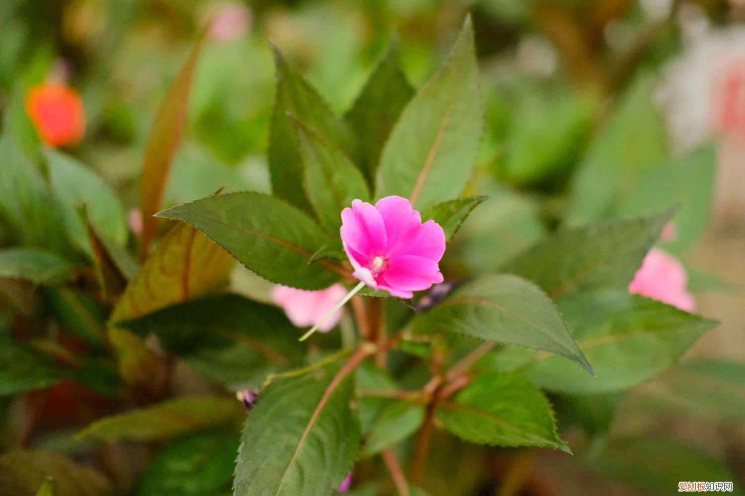 凤仙花应该怎么养 新买的凤仙花怎么养