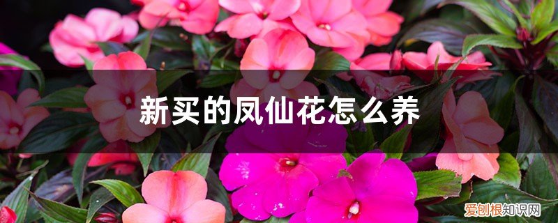 凤仙花应该怎么养 新买的凤仙花怎么养