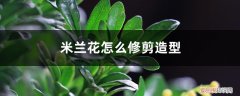 米兰开花之后需要修剪吗?怎样修剪? 米兰花怎么修剪造型，几月份修剪