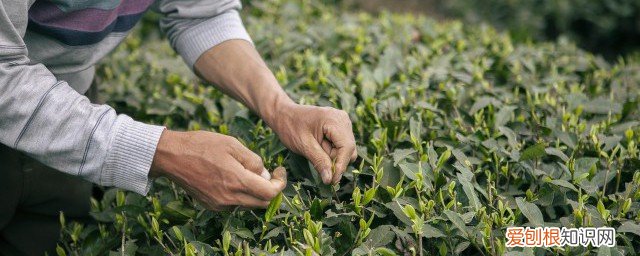 祁红茶叶图片 祁红是哪里的茶