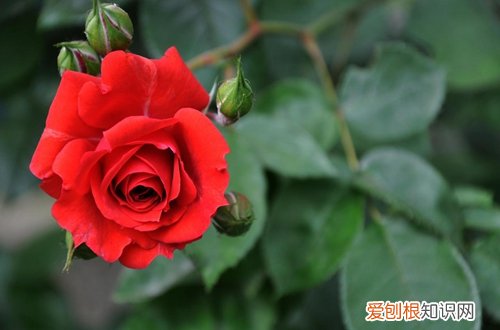 图 玫瑰怎么地栽养殖 玫瑰的地栽养殖方法和注意事项