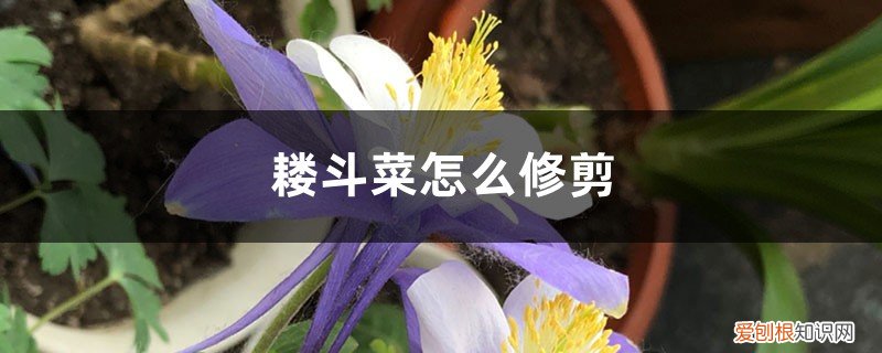 耧斗菜移栽 耧斗菜怎么修剪，怎么繁殖