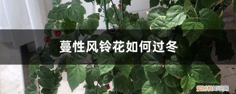 风铃花冬天落叶嘛 蔓性风铃花如何过冬，会冻死吗