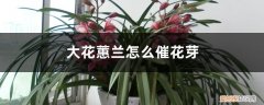 大花蕙兰出花芽后开花要多久 大花蕙兰怎么催花芽，花芽生长速度