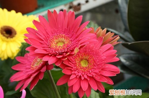 图 盆栽非洲菊怎么养 盆栽非洲菊的养殖方法和注意事项