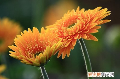 图 盆栽非洲菊怎么养 盆栽非洲菊的养殖方法和注意事项