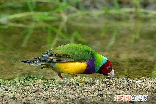 七彩文鸟怎么看年龄，七彩文鸟体型多大