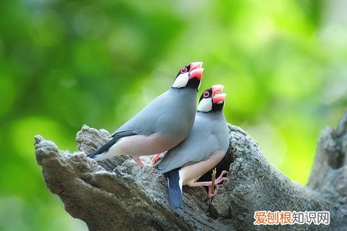 七彩文鸟怎么看年龄，七彩文鸟体型多大