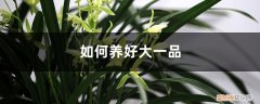 一品兰怎么养 如何养好大一品兰花，植料和养护要点