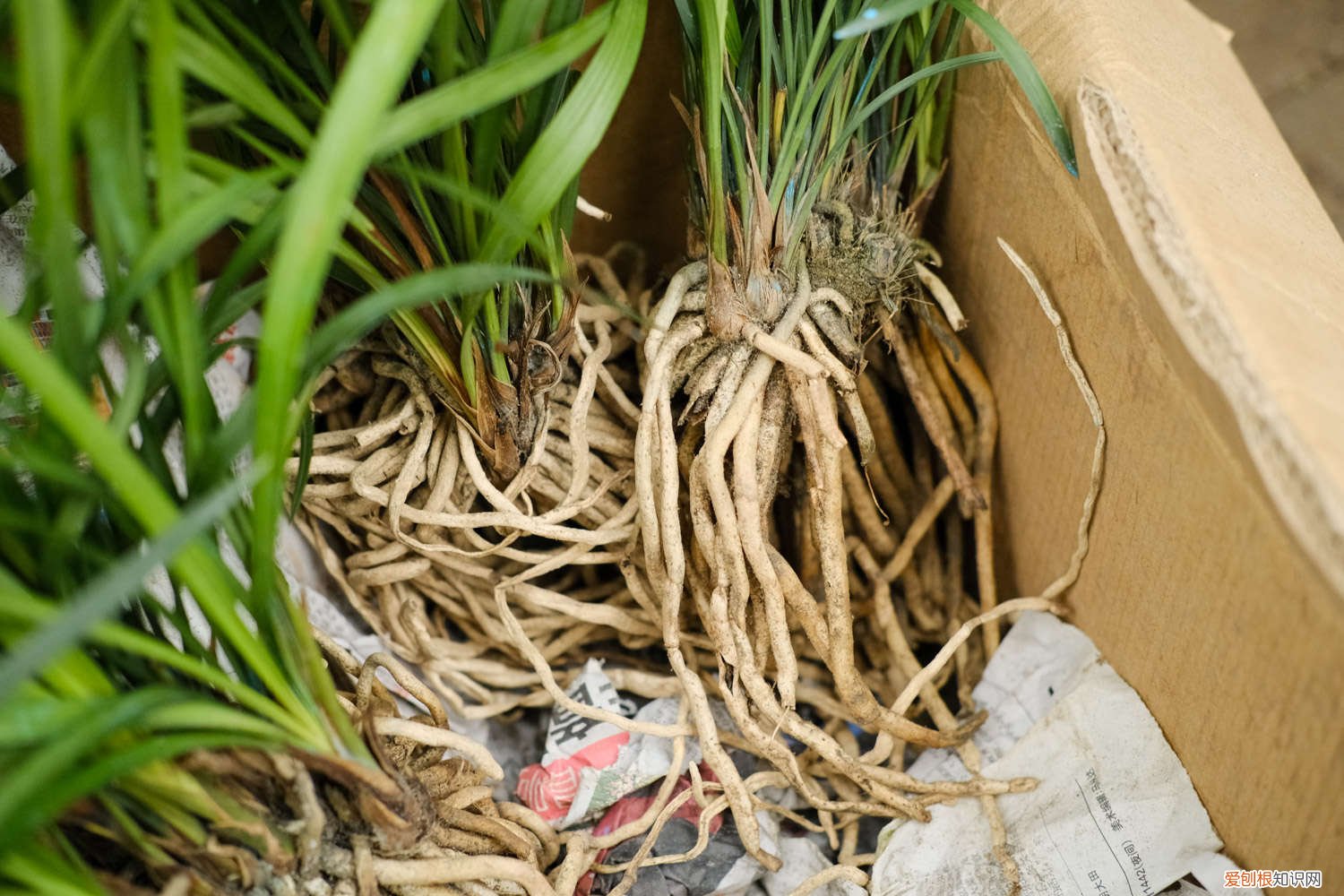 一品兰怎么养 如何养好大一品兰花，植料和养护要点