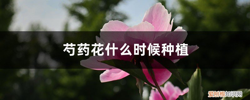 芍药花什么时候栽植移植 芍药花什么时候种植，怎么种植