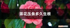 茶花高枝压条技术 茶花压条多久生根，空中压条繁殖技术