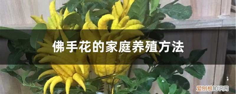 佛手花的家庭养殖方法能不能吃 佛手花的家庭养殖方法