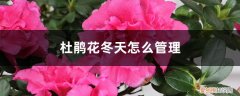 杜鹃花冬天怎么管理视频 杜鹃花冬天怎么管理