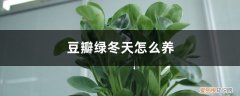 豆瓣绿能过冬吗 豆瓣绿冬天怎么养