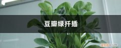 豆瓣绿怎么扦插用嫩枝还是老枝 豆瓣绿怎么扦插