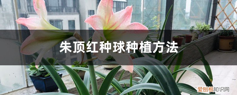 朱顶红种球种植方法用什么土 朱顶红种球种植方法