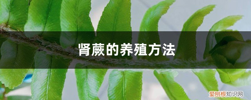 肾蕨的种植方法 肾蕨的养殖方法