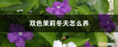 双色茉莉冬天怎么养护 双色茉莉冬天怎么养