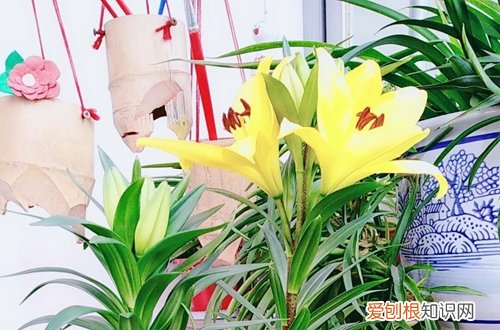 图 百合花开败后要不要剪呢 百合花开败后要怎么修剪
