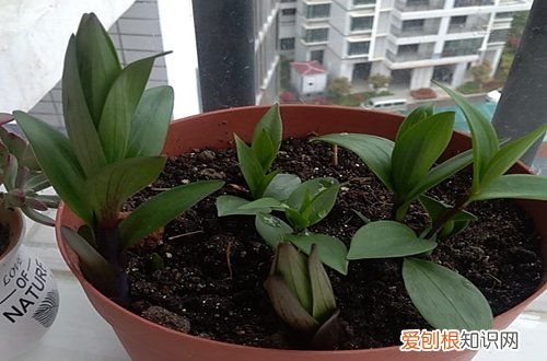 图 百合花开败后要不要剪呢 百合花开败后要怎么修剪