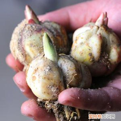 图 百合花开败后要不要剪呢 百合花开败后要怎么修剪