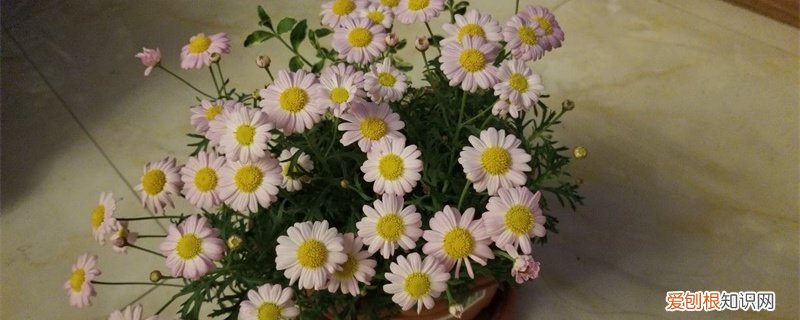 玛格丽特花怎么养怎么扦插 玛格丽特花怎么养