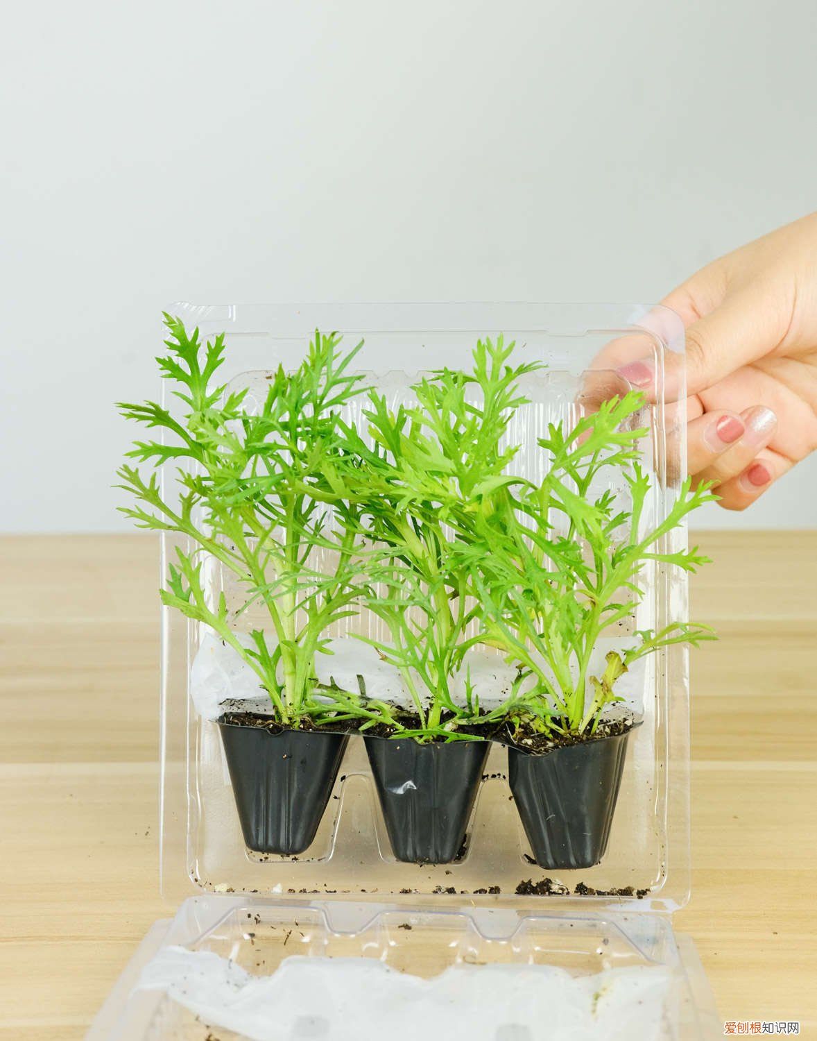 玛格丽特花怎么养怎么扦插 玛格丽特花怎么养