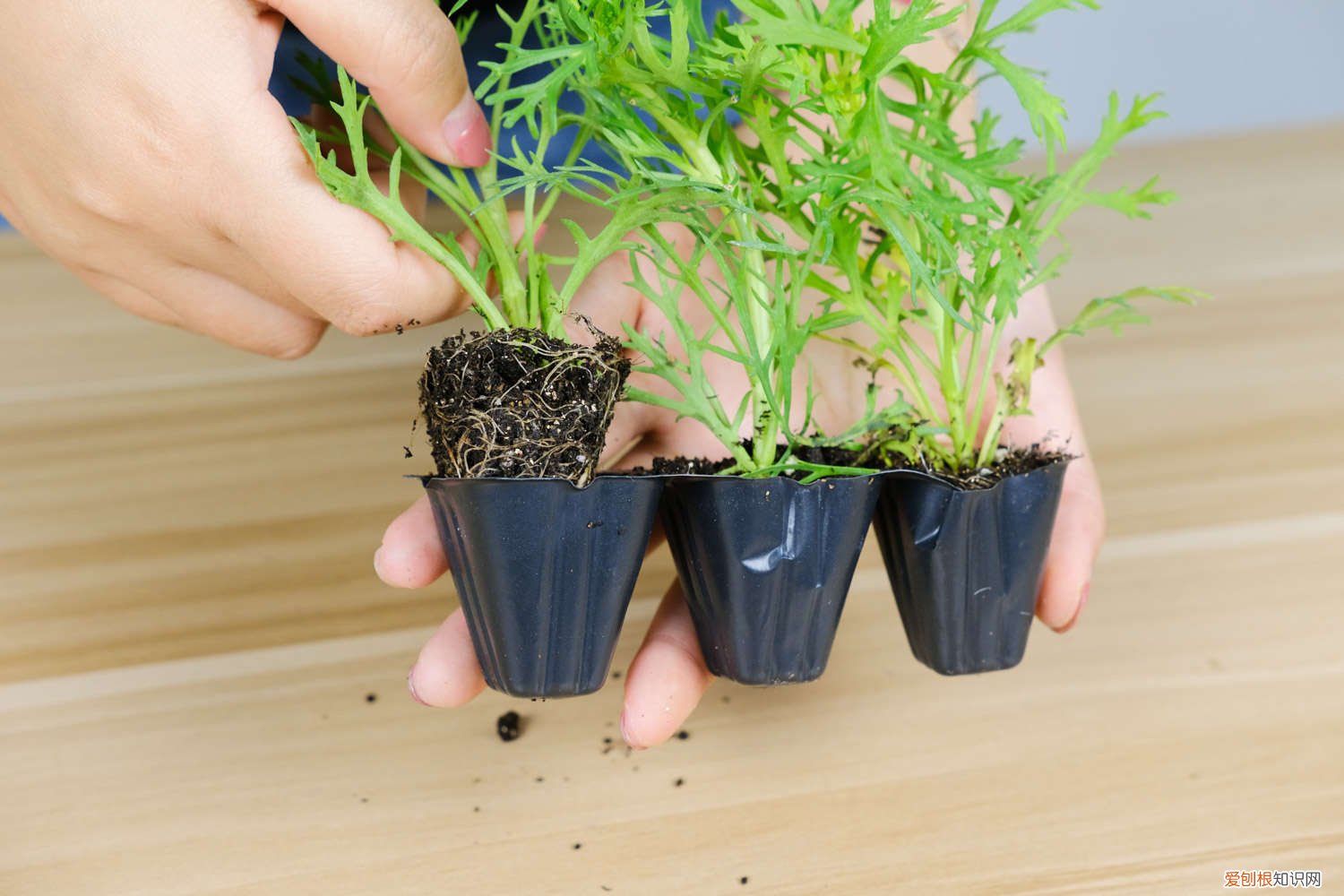 玛格丽特花怎么养怎么扦插 玛格丽特花怎么养