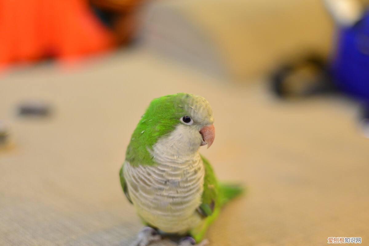 和尚鹦鹉算保护动物吗，和尚鹦鹉为什么是保护动物